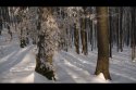 zimná výzdoba v lese